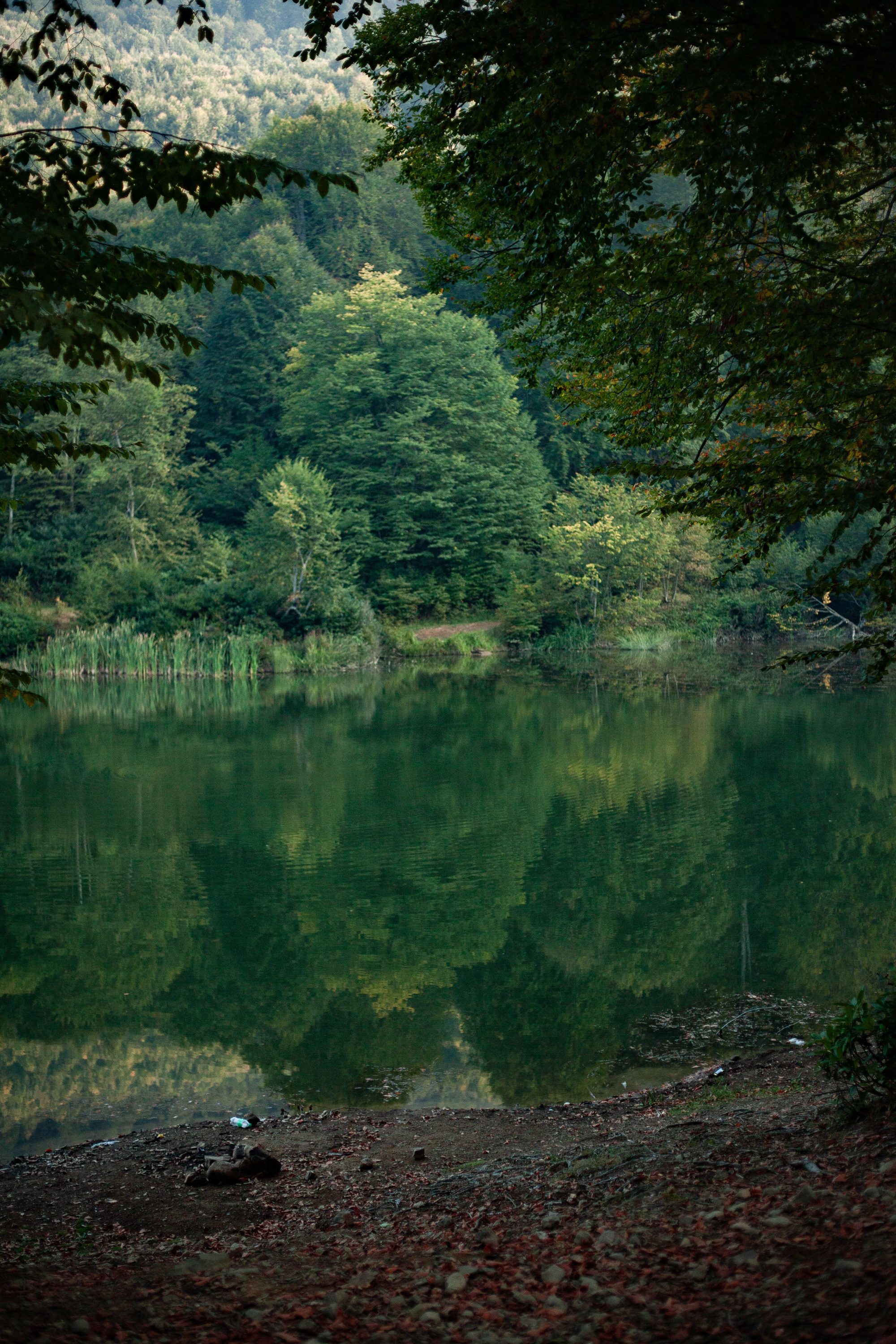 Tranquil forest lake scene with rich green reflections and peaceful ambiance.